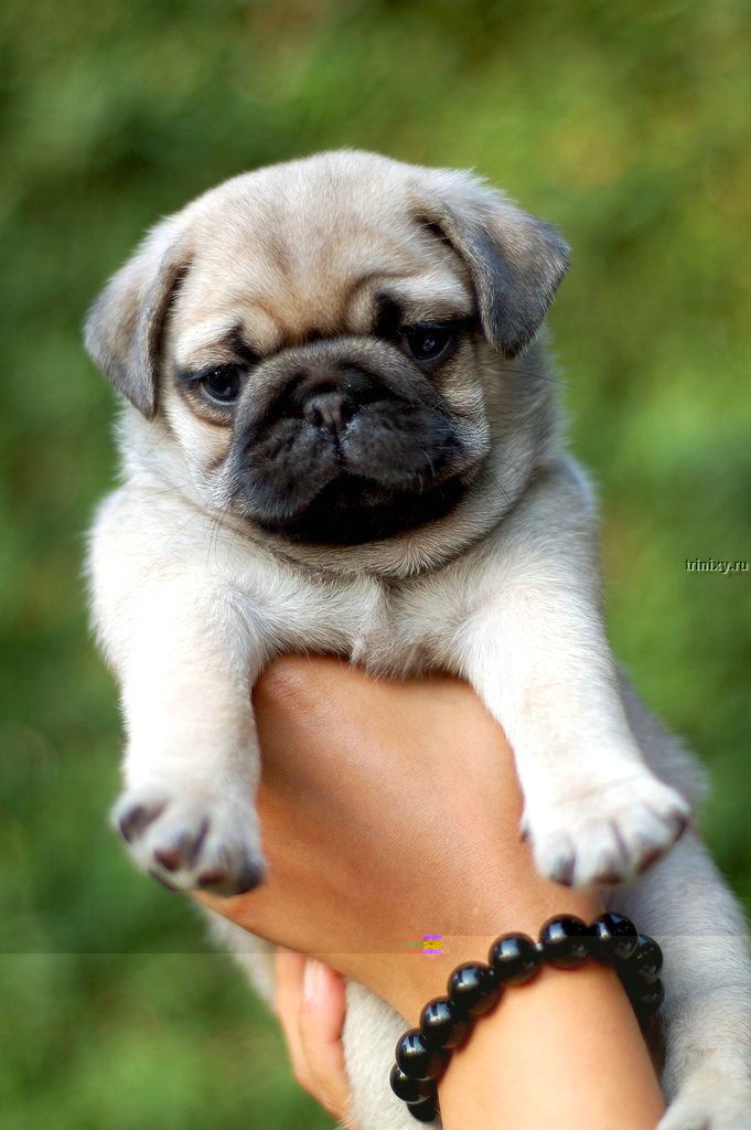 mops_12.jpg